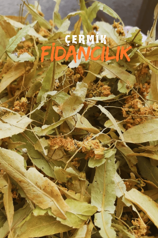 Tüplü Ihlamur Ağacı Fidanı 3 Yaş