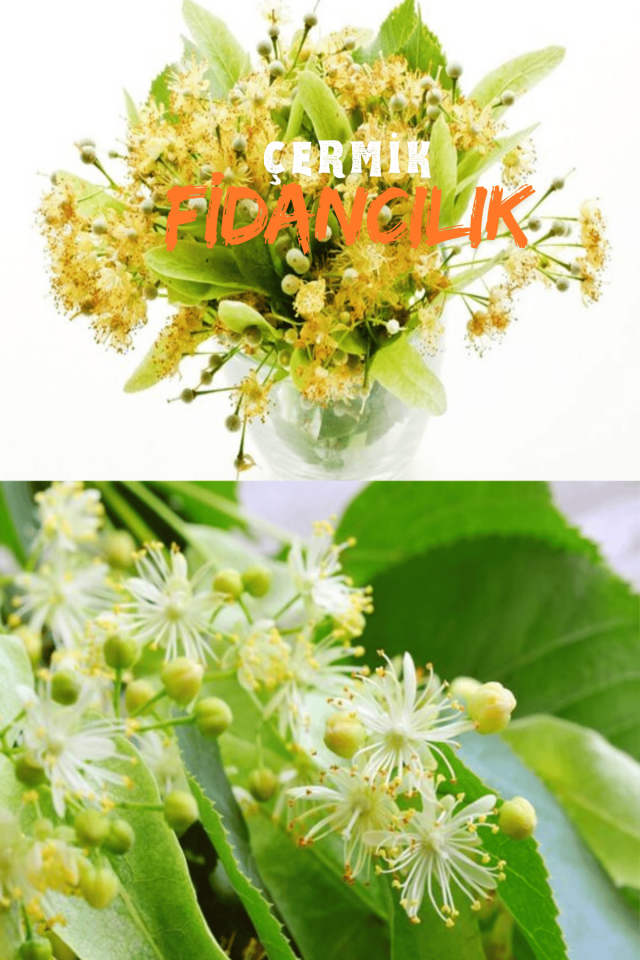 Tüplü Ihlamur Ağacı Fidanı 3 Yaş