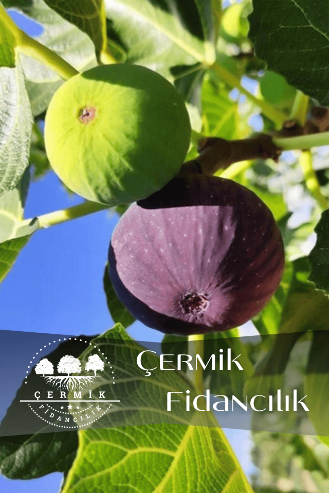 Dürdane Bursa Siyah Incir Fidanı