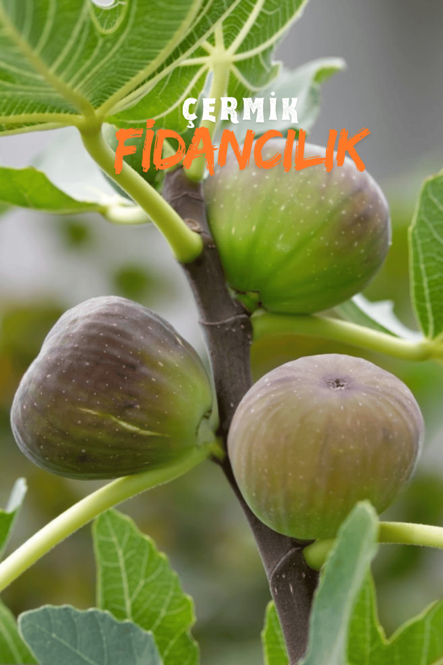 Dürdane Bursa Siyah Incir Fidanı