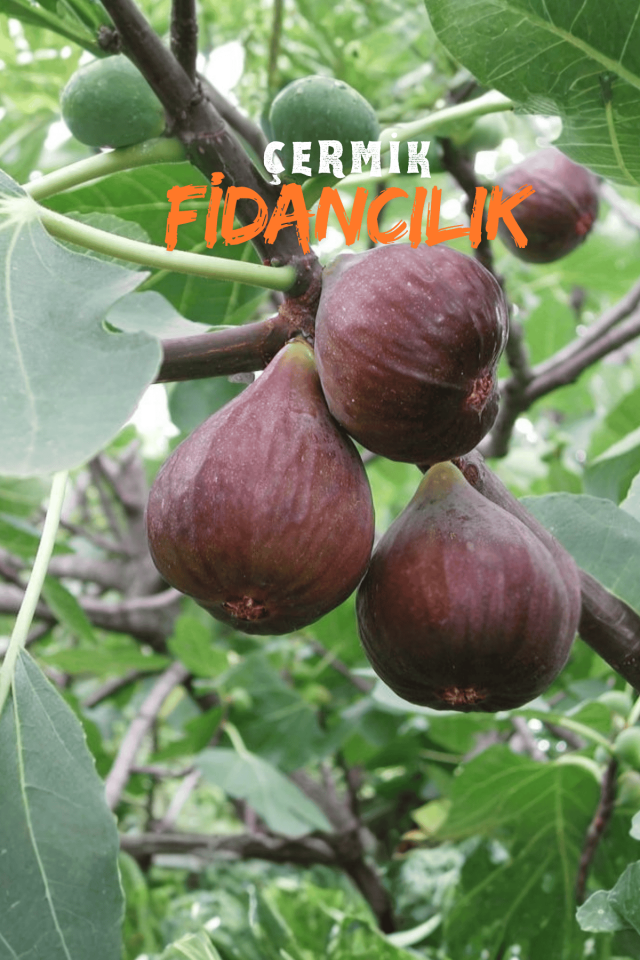 Dürdane Bursa Siyah Incir Fidanı