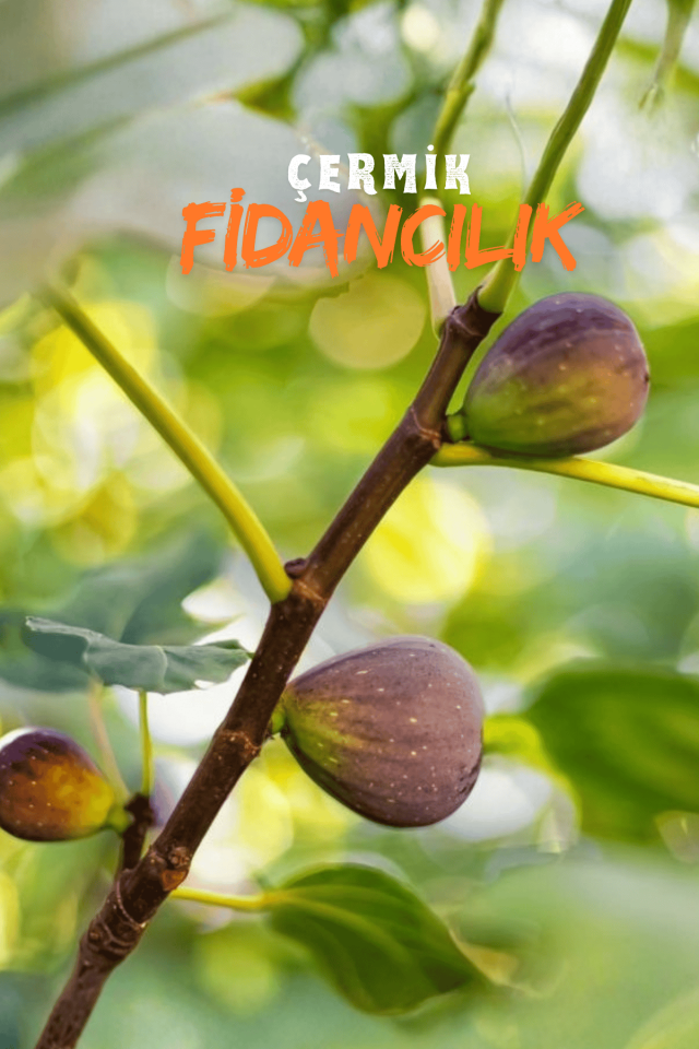 Dürdane Bursa Siyah Incir Fidanı