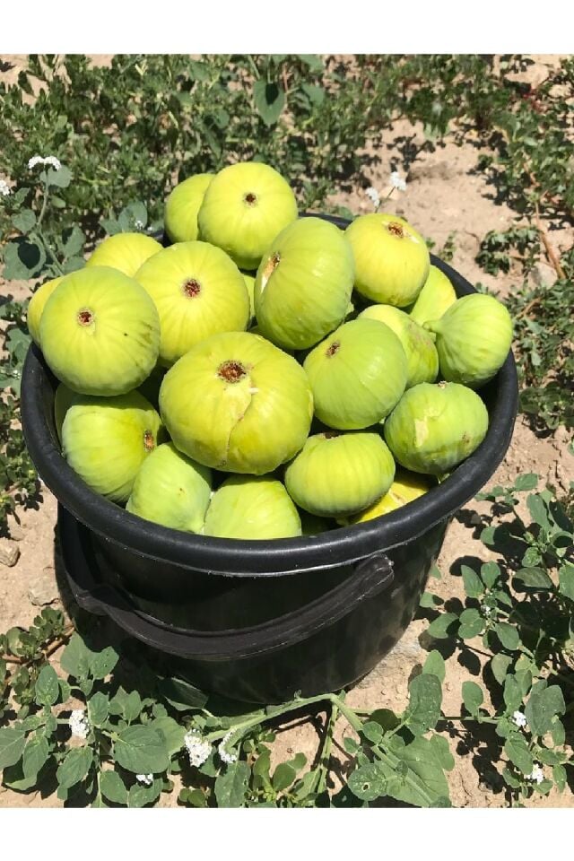 Sarı Lop Incir Fidanı