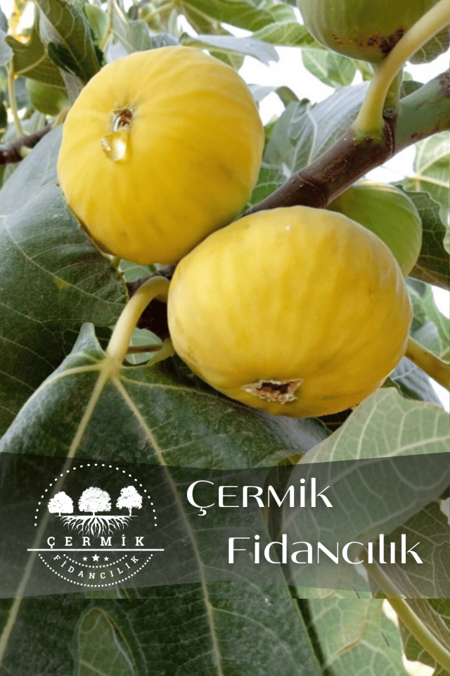 Sarı Lop Incir Fidanı