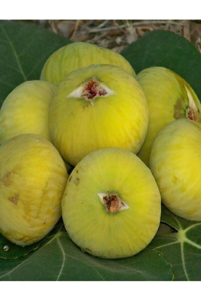 Sarı Lop Incir Fidanı