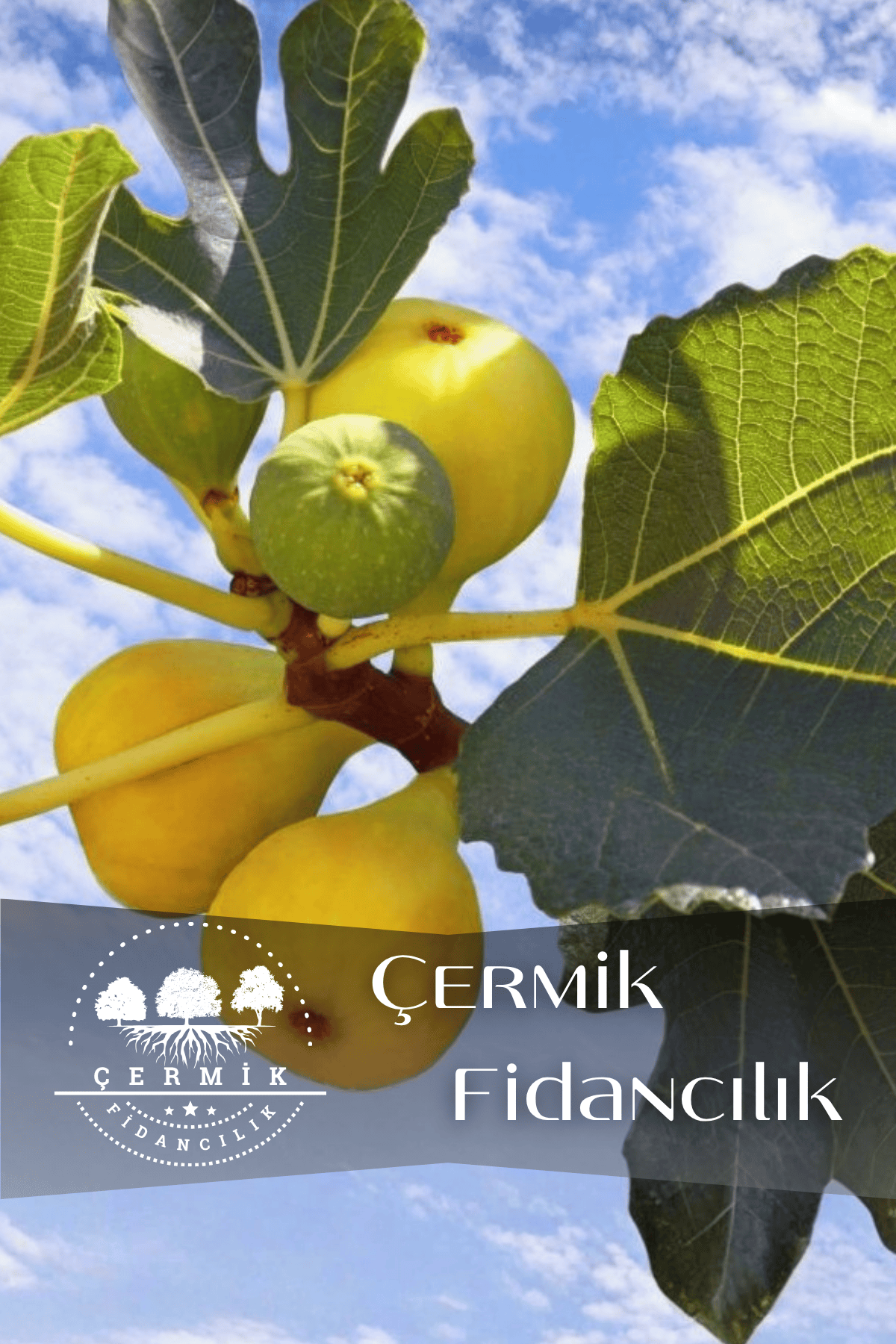 Sarı Lop Incir Fidanı