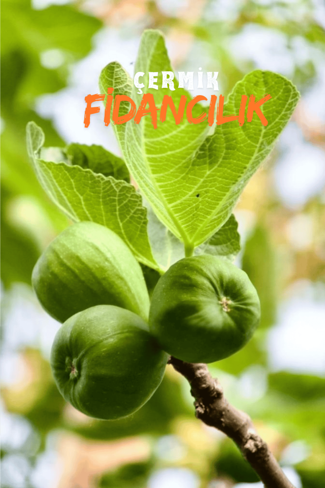 Sarı Lop Incir Fidanı