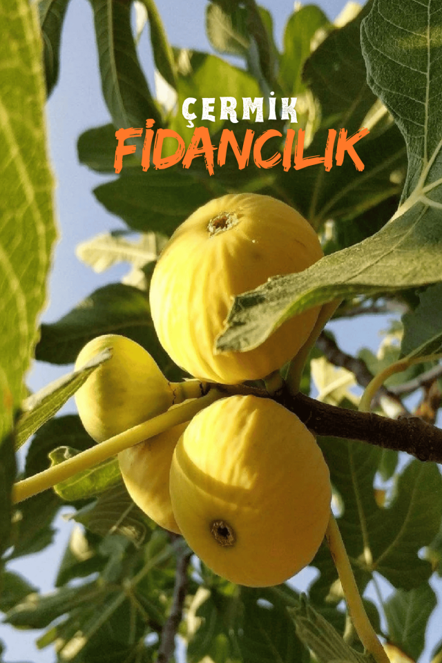 Sarı Lop Incir Fidanı