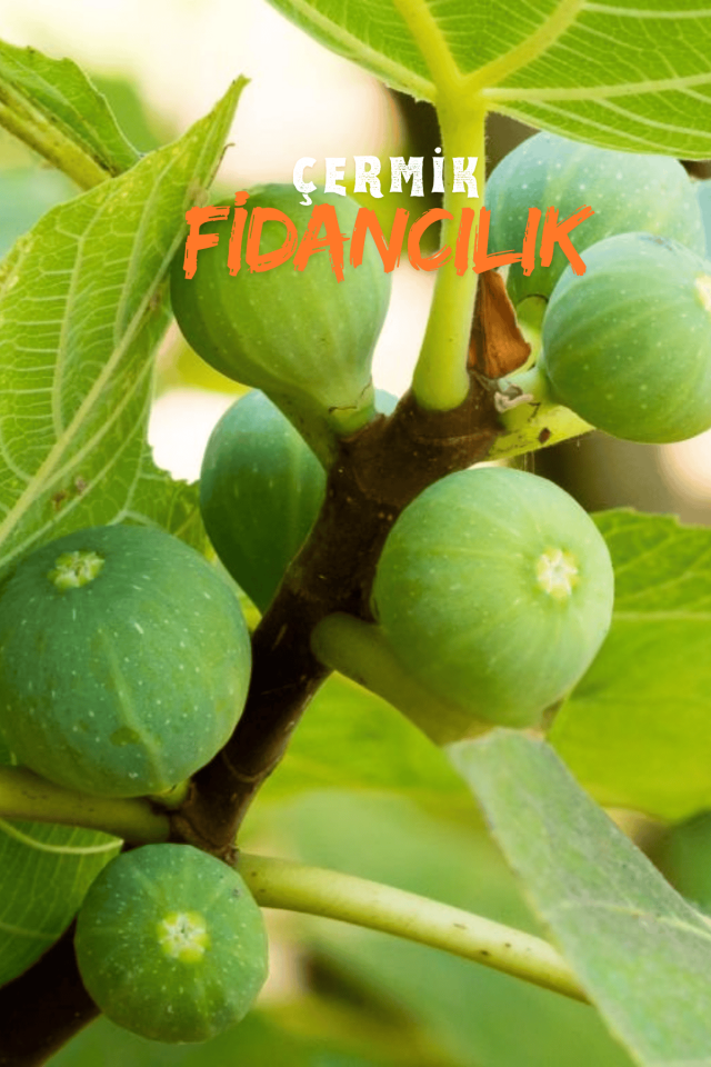 Sarı Lop Incir Fidanı