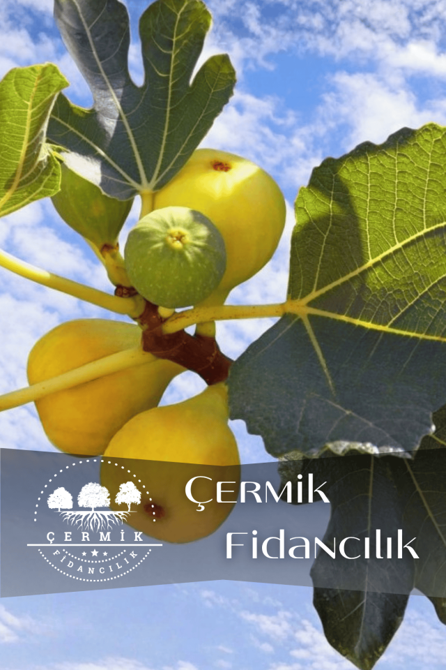 Sarı Lop Incir Fidanı