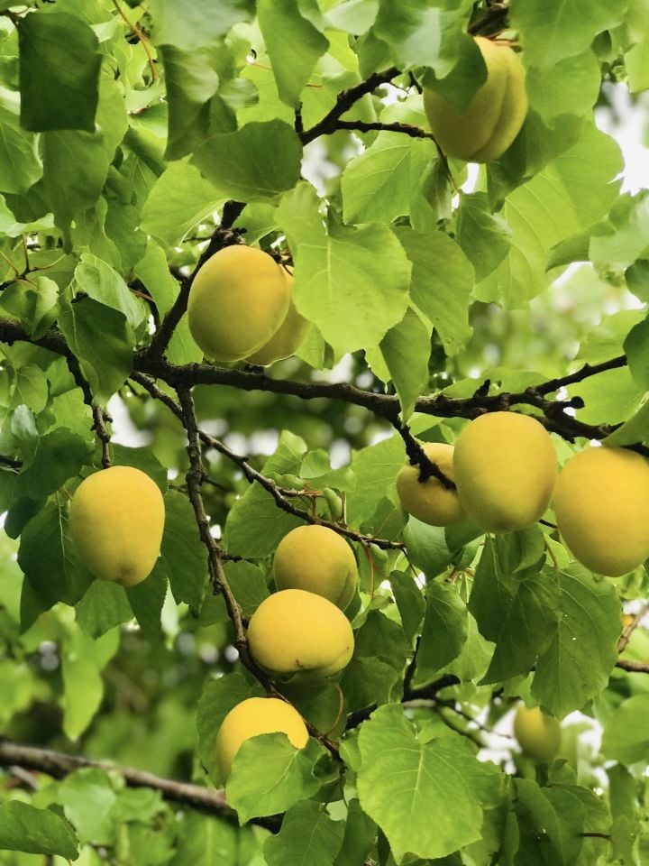 Iğdır Şalak Kayısı Fidanıı 3 Yaş