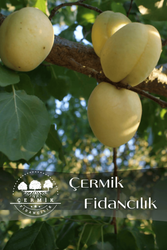 Iğdır Şalak Kayısı Fidanıı 3 Yaş
