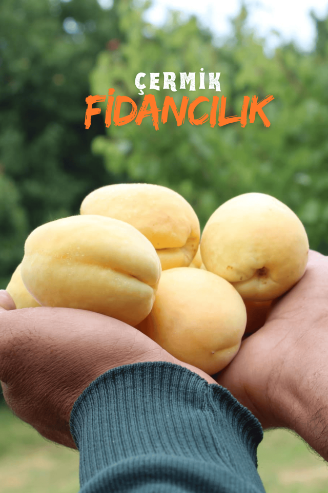 Iğdır Şalak Kayısı Fidanıı 3 Yaş