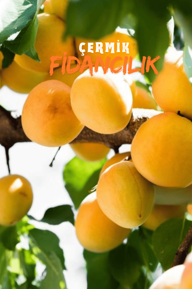 Iğdır Şalak Kayısı Fidanıı 3 Yaş