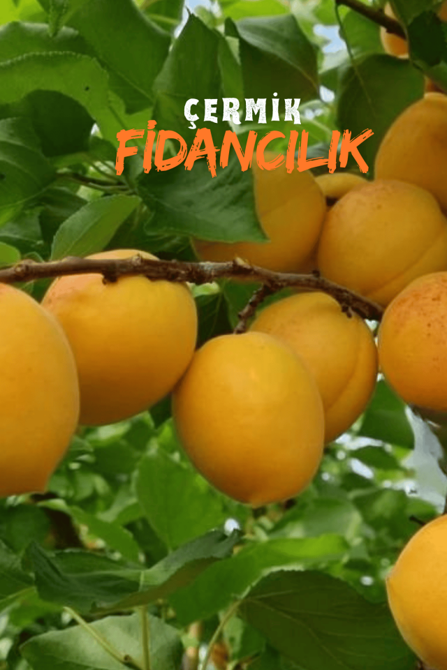 Iğdır Şalak Kayısı Fidanıı 3 Yaş