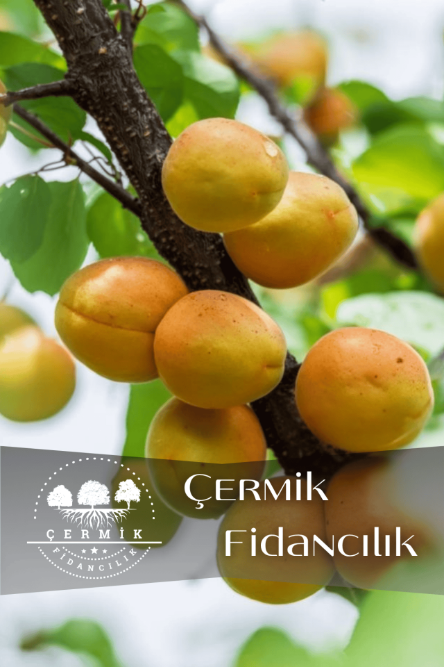 Iğdır Şalak Kayısı Fidanıı 3 Yaş