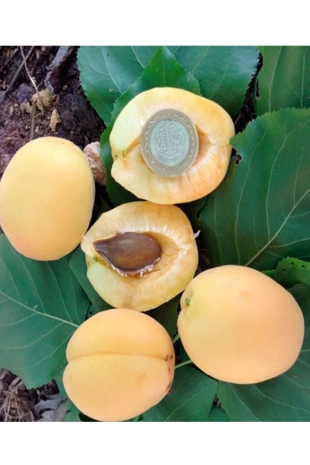 Iğdır Şalak Kayısı Fidanıı 3 Yaş