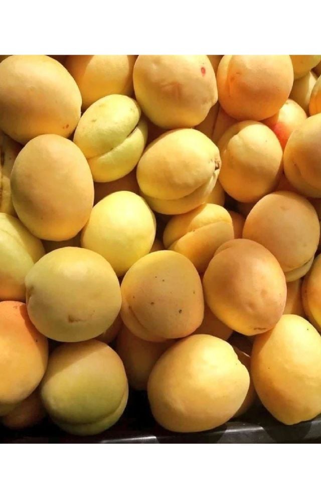 Iğdır Şalak Kayısı Fidanıı 3 Yaş