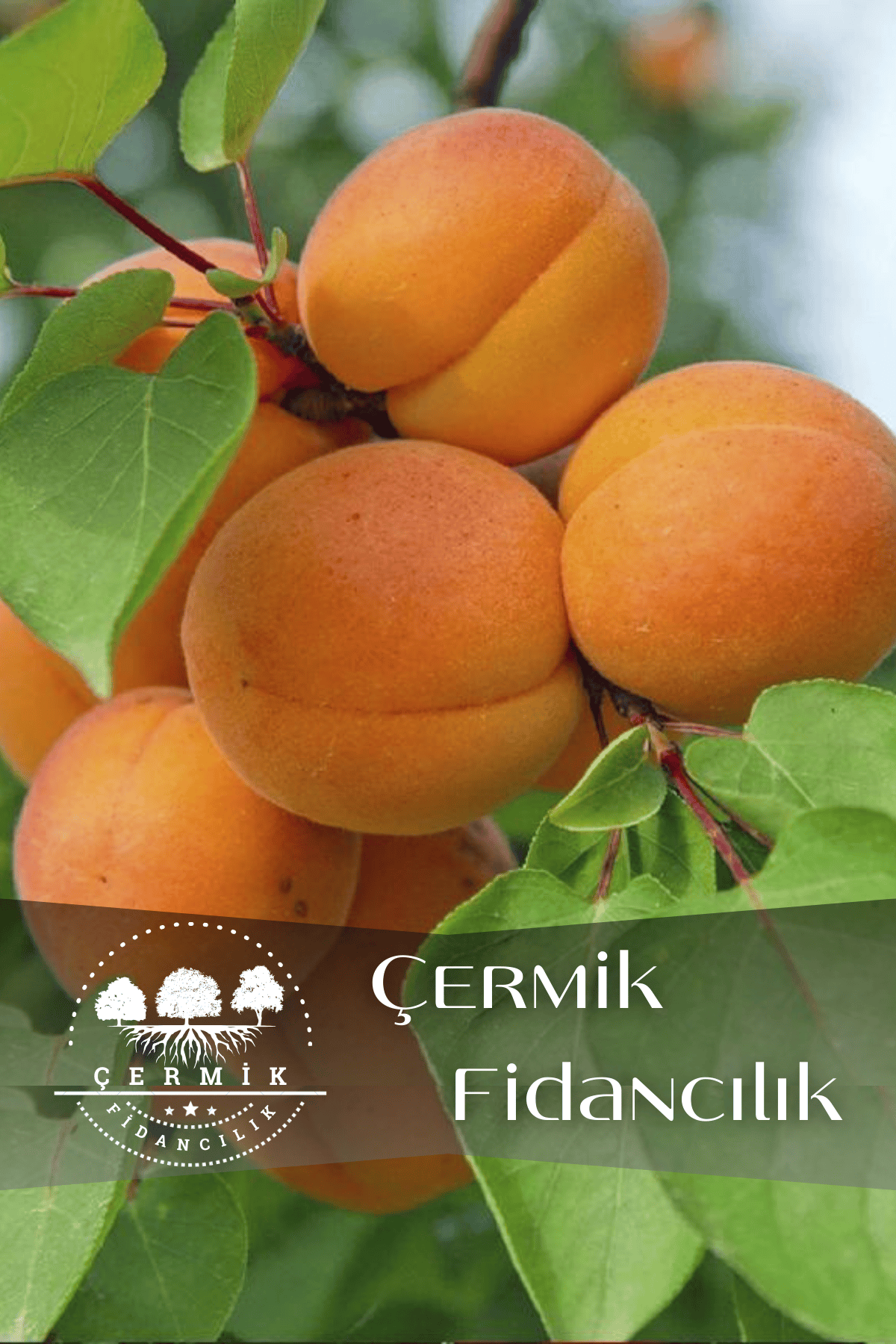 Malatya Kayısı Fidanıı 3 Yaş