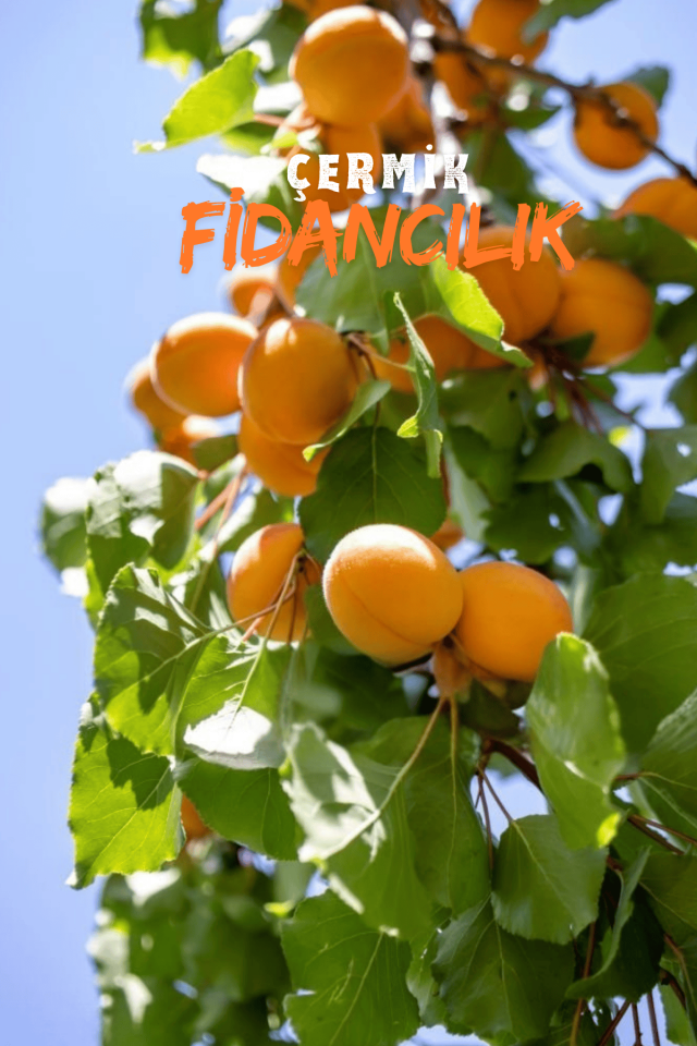 Malatya Kayısı Fidanıı 3 Yaş