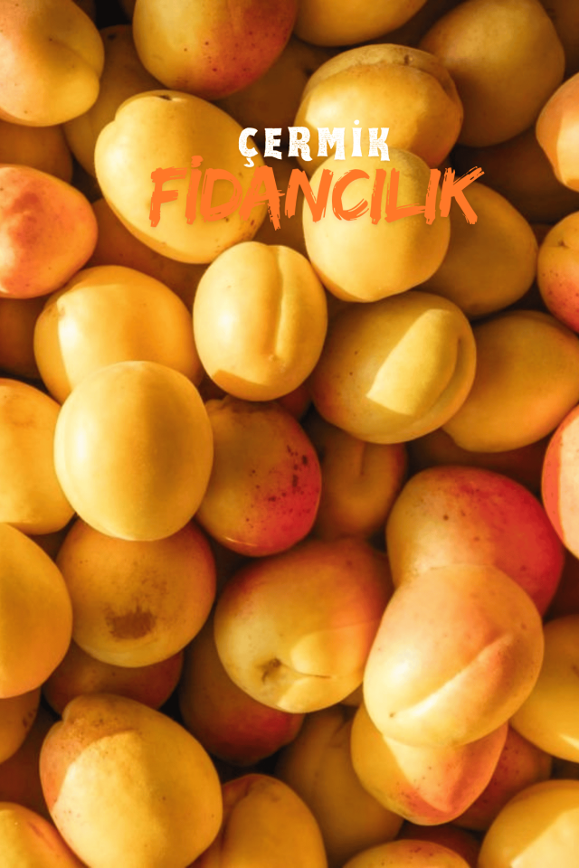 Malatya Kayısı Fidanıı 3 Yaş