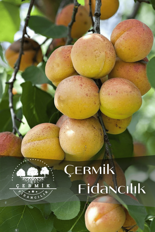 Malatya Kayısı Fidanıı 3 Yaş