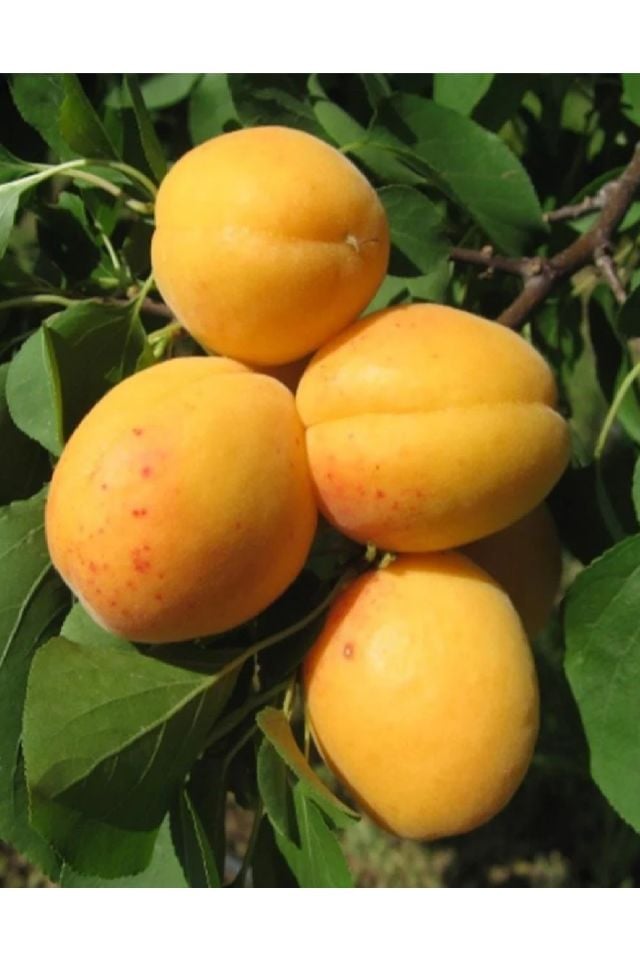 Malatya Kayısı Fidanıı 3 Yaş