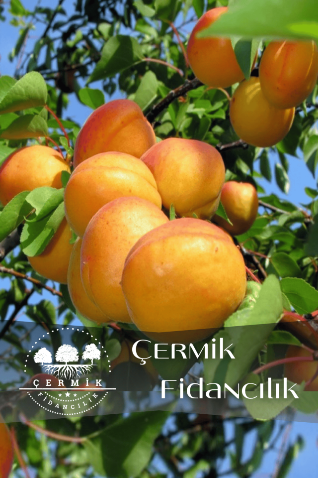 Şekerpare Kayısı Fidanı 3 Yaş