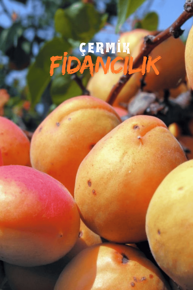 Şekerpare Kayısı Fidanı 3 Yaş