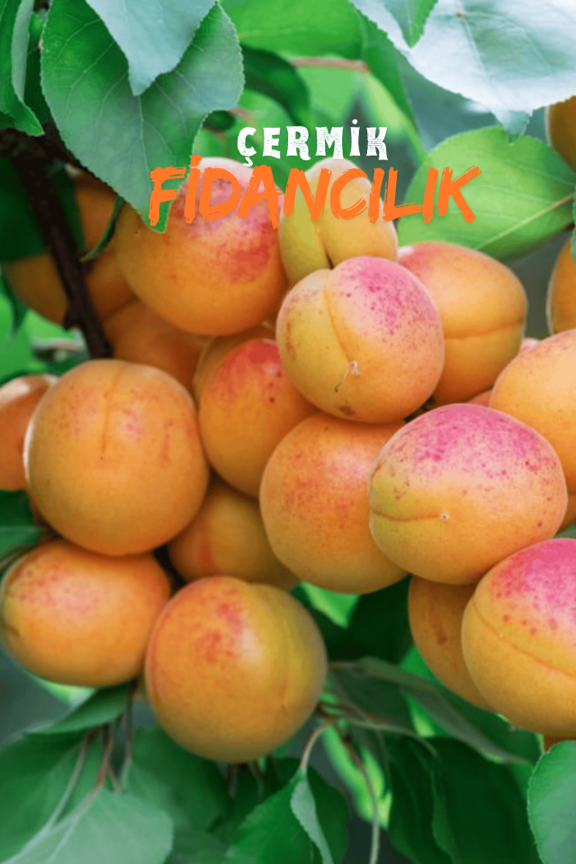 Şekerpare Kayısı Fidanı 3 Yaş