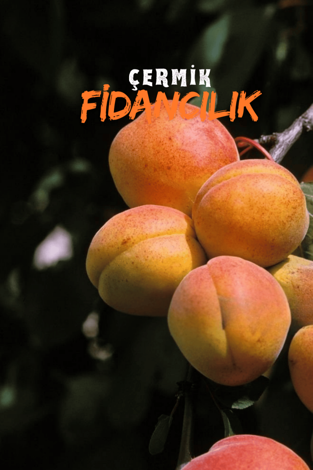 Şekerpare Kayısı Fidanı 3 Yaş