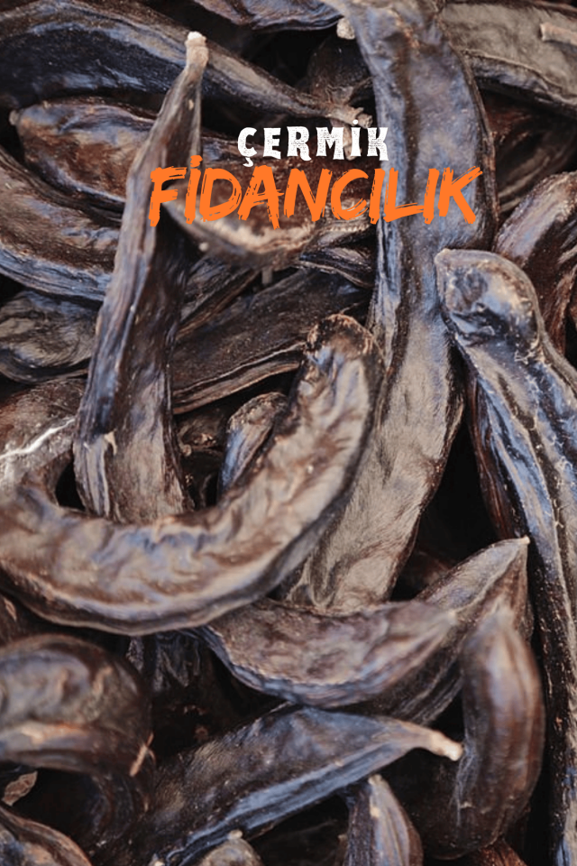 Tüplü Keçiboynuzu Harnup Meyve Fidanı