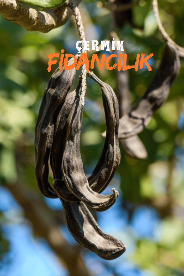 Tüplü Keçiboynuzu Harnup Meyve Fidanı