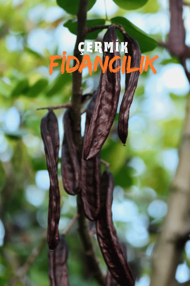 Tüplü Keçiboynuzu Harnup Meyve Fidanı