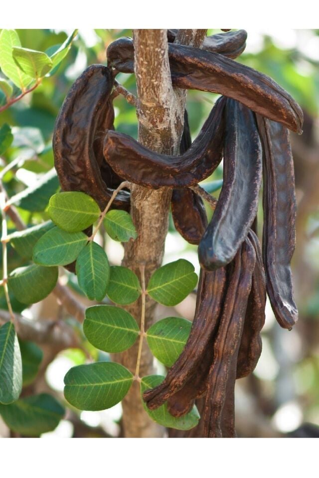 Tüplü Keçiboynuzu Harnup Meyve Fidanı