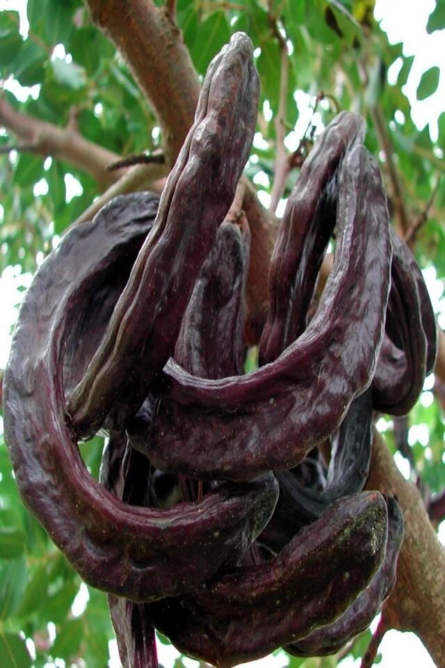 Tüplü Keçiboynuzu Harnup Meyve Fidanı