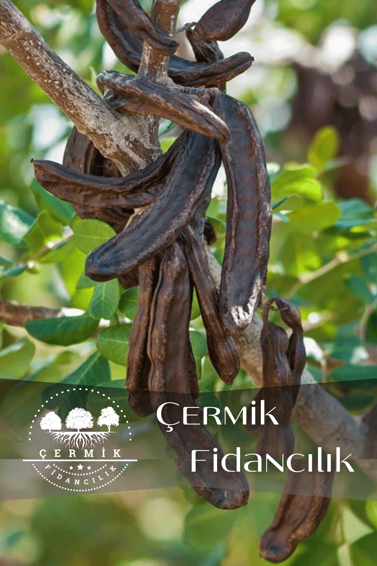 Tüplü Keçiboynuzu Harnup Meyve Fidanı