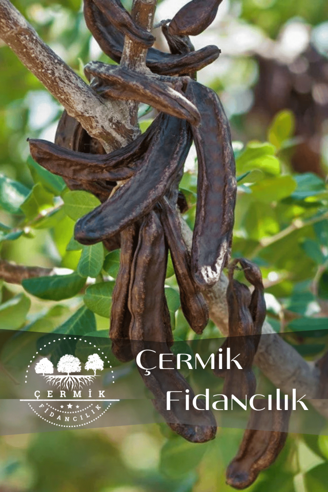 Tüplü Keçiboynuzu Harnup Meyve Fidanı