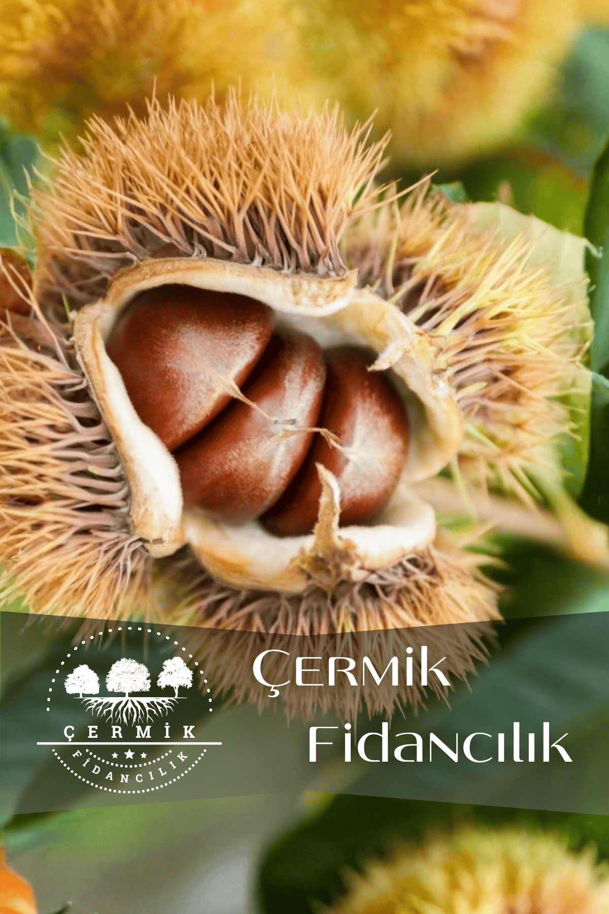 Tüplü Kestane Fidanı 3 Yaş