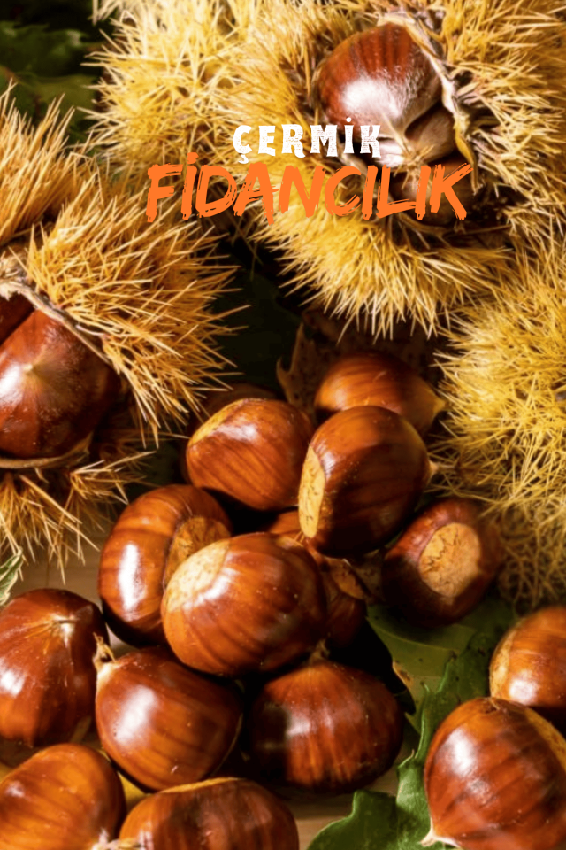 Tüplü Kestane Fidanı 3 Yaş