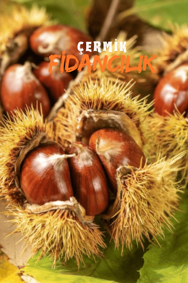 Tüplü Kestane Fidanı 3 Yaş