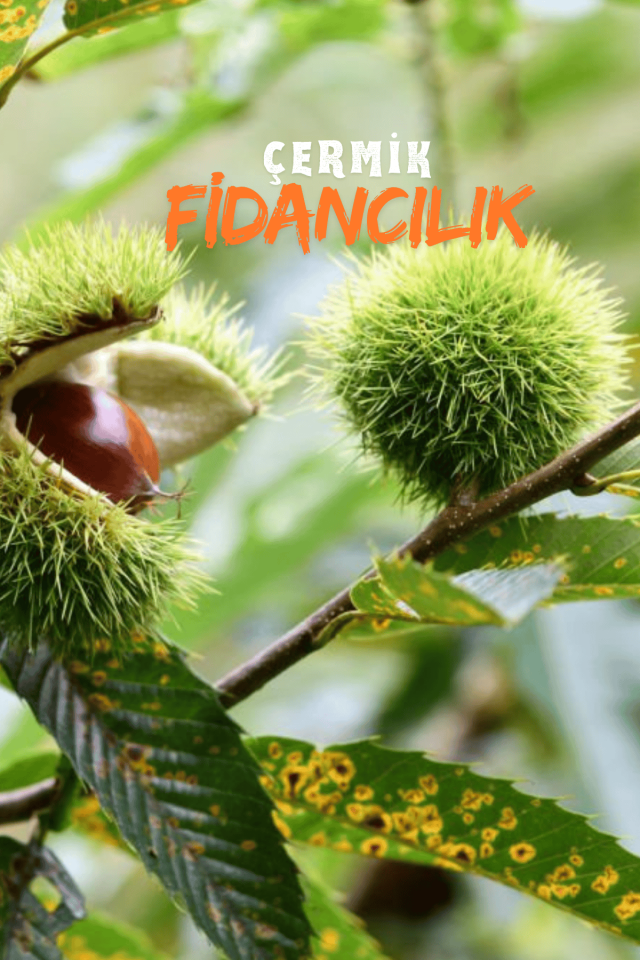 Tüplü Kestane Fidanı 3 Yaş