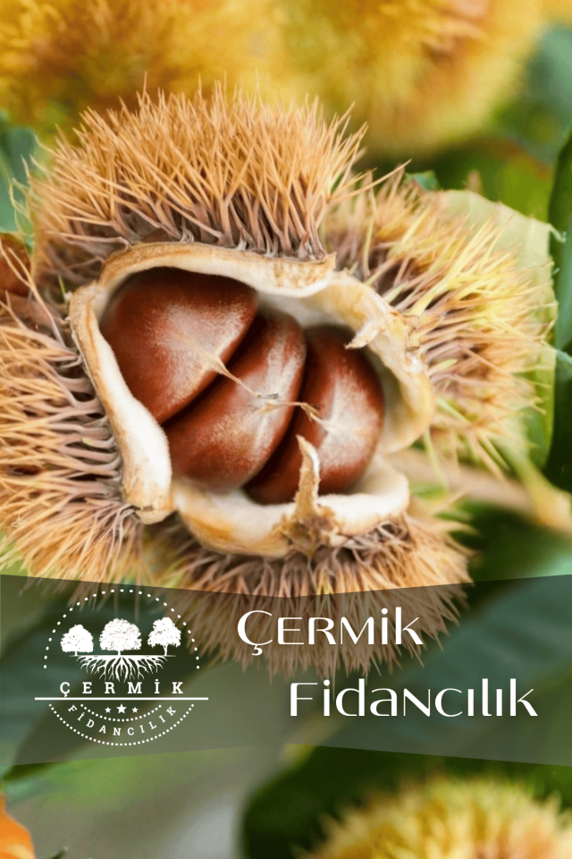 Tüplü Kestane Fidanı 3 Yaş