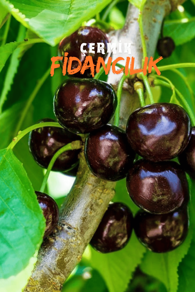 Kara ( Siyah ) Kiraz Fidanı 3 Yaş