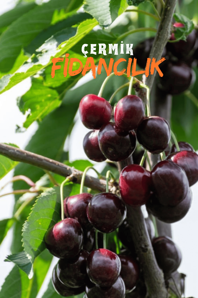 Kara ( Siyah ) Kiraz Fidanı 3 Yaş