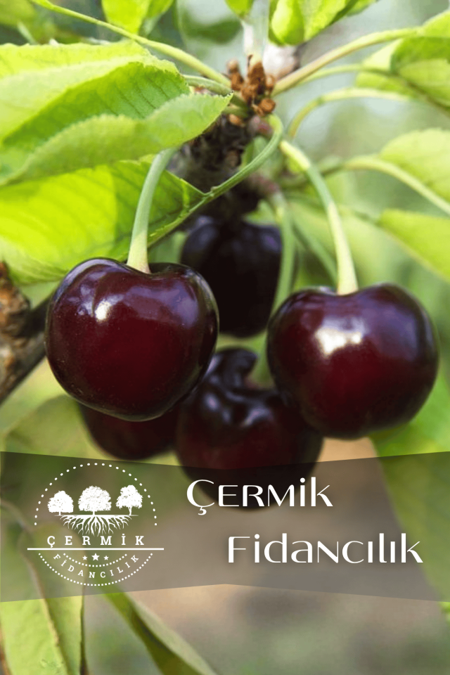 Kara ( Siyah ) Kiraz Fidanı 3 Yaş