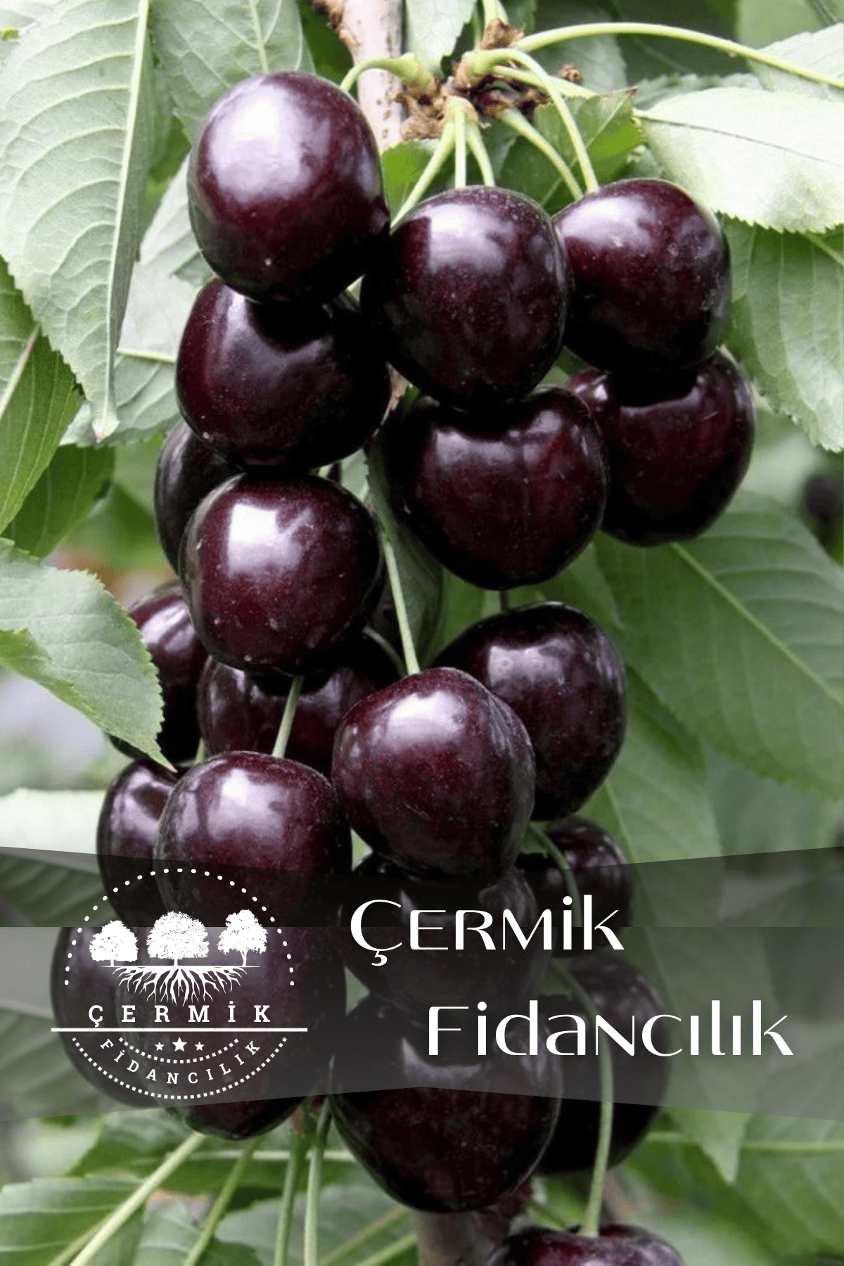 Kara ( Siyah ) Kiraz Fidanı 3 Yaş