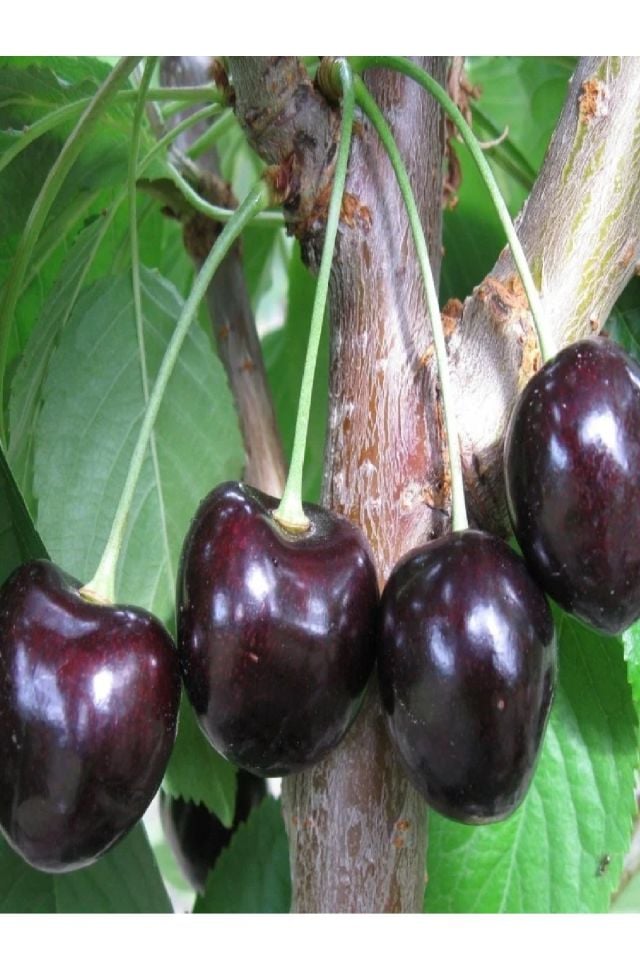 Kara ( Siyah ) Kiraz Fidanı 3 Yaş