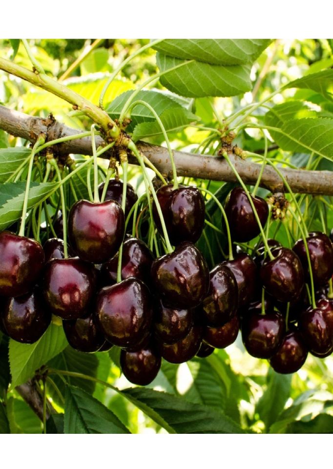 Kara ( Siyah ) Kiraz Fidanı 3 Yaş