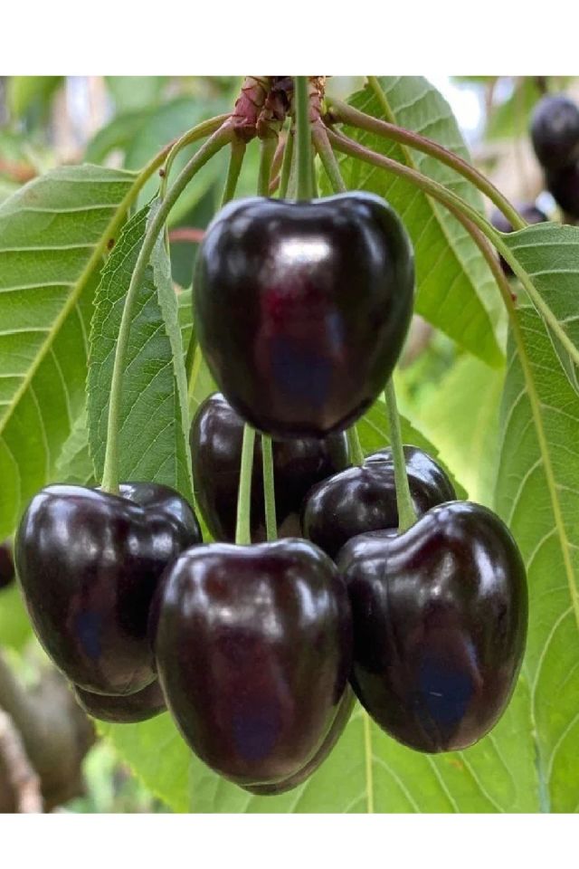 Kara ( Siyah ) Kiraz Fidanı 3 Yaş